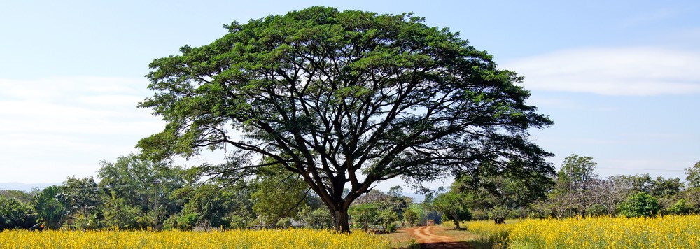 Canopy