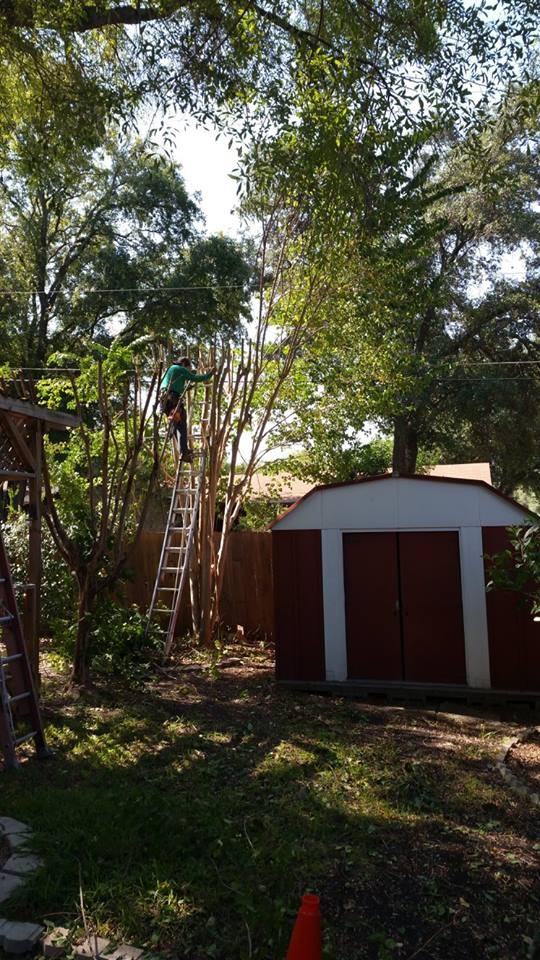 Tree trimming